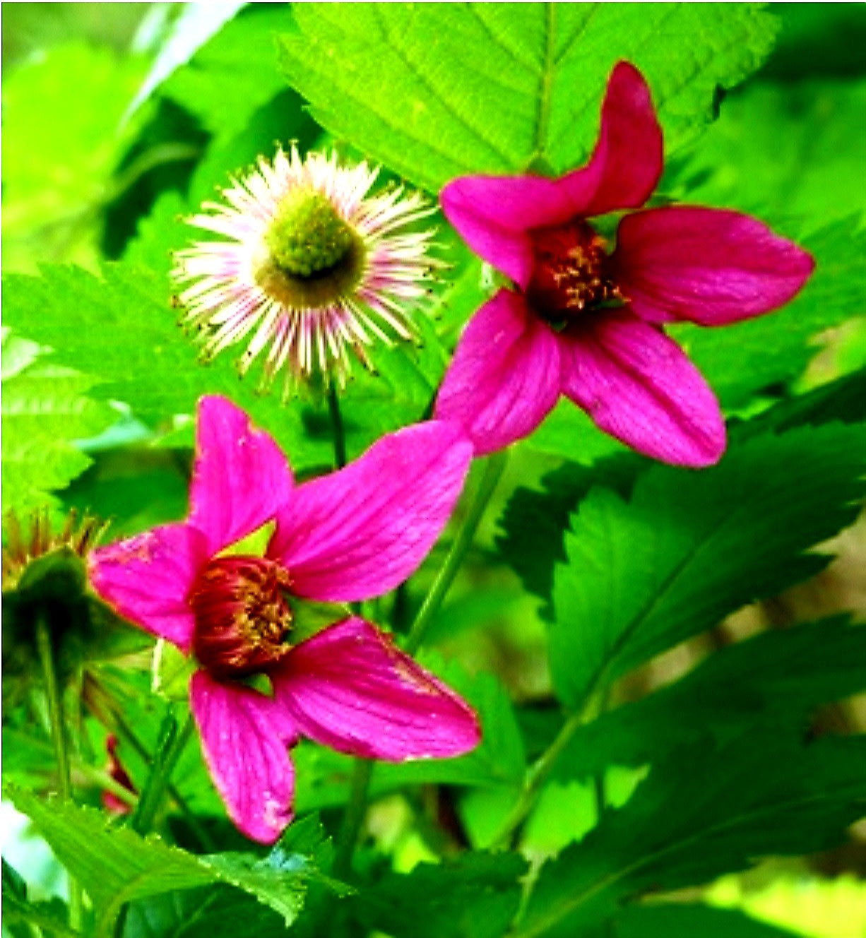 Rubus' Salmonberry