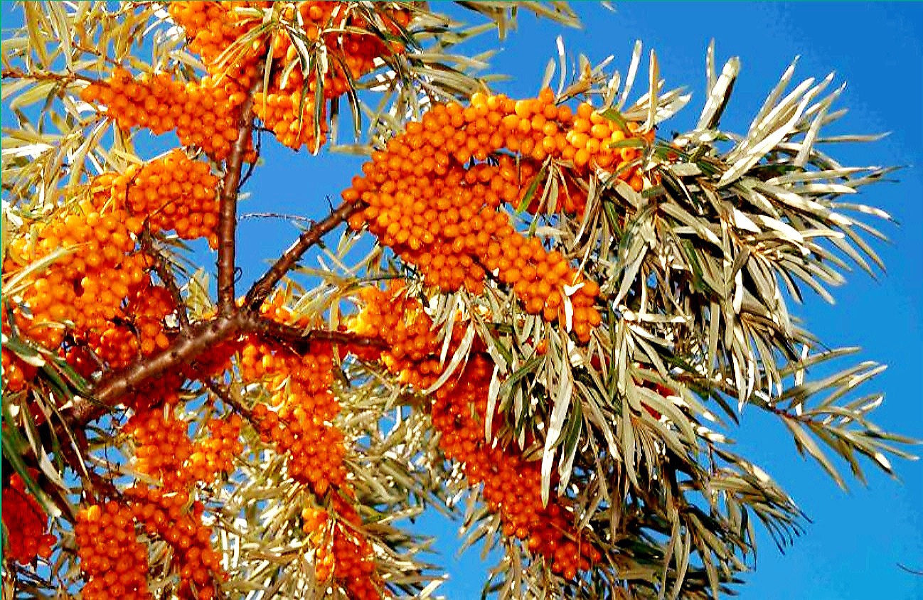 Hippophae' Askola Seaberry