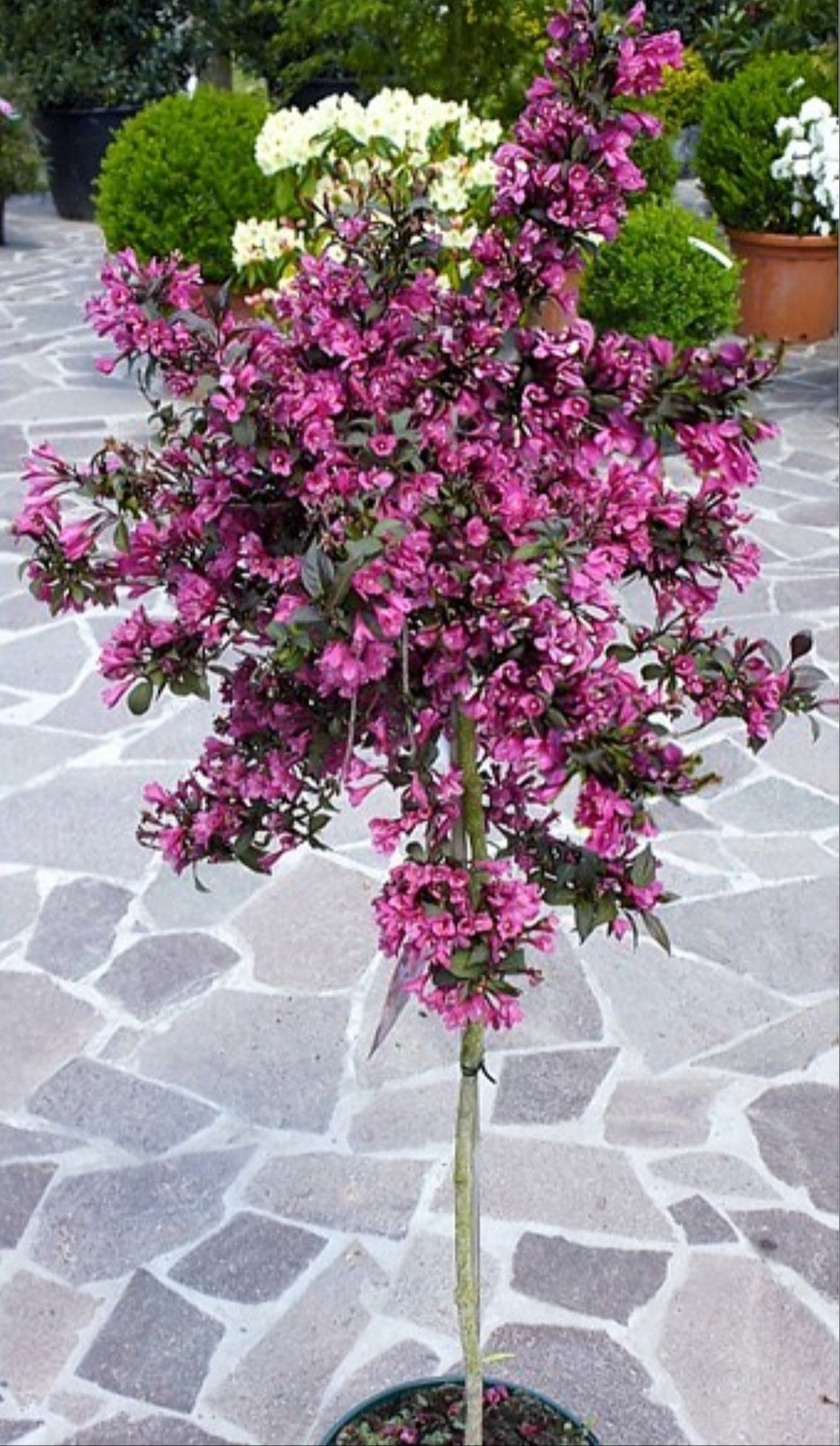 Weigela' Wine & Roses® Tree Form Weigela