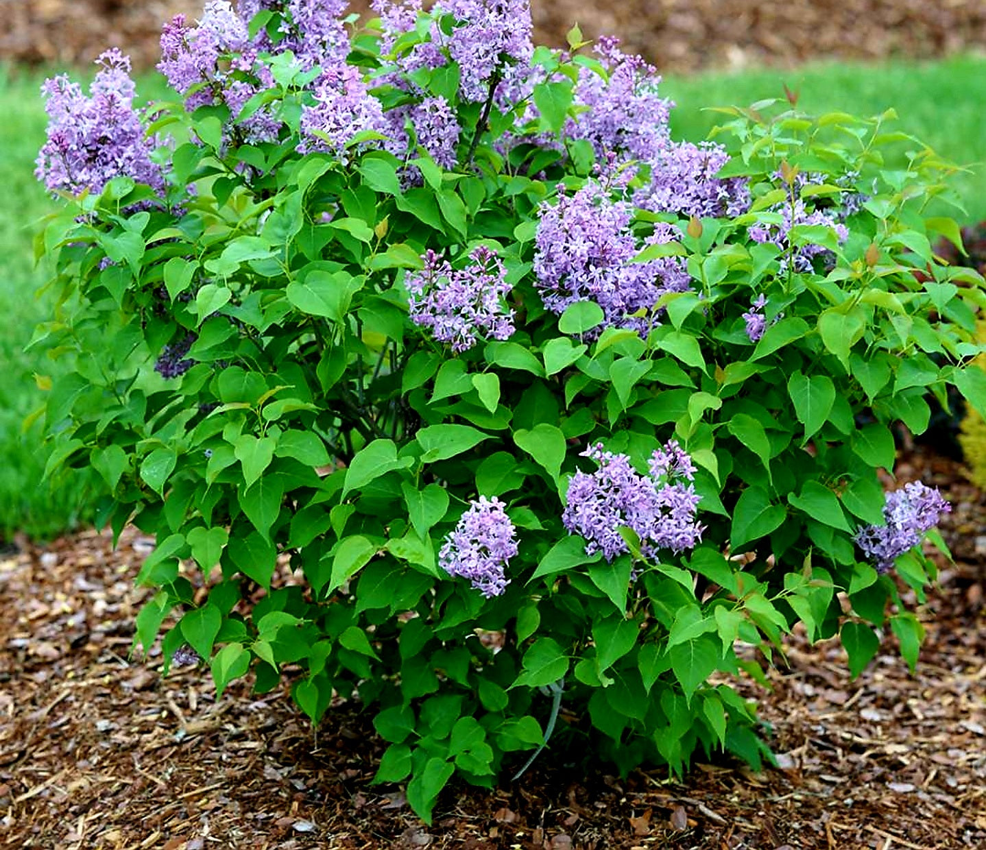 Syringa' Scentara Pura® Hyacinthiflora Lilac