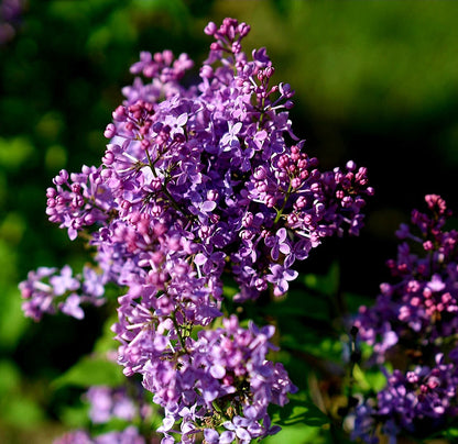 Syringa' Scentara Pura® Hyacinthiflora Lilac