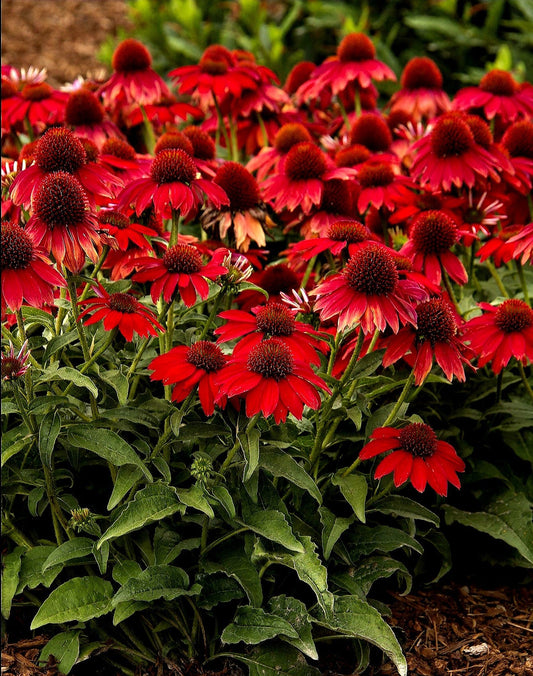 Echinacea' Sombrero Salsa Red Coneflower