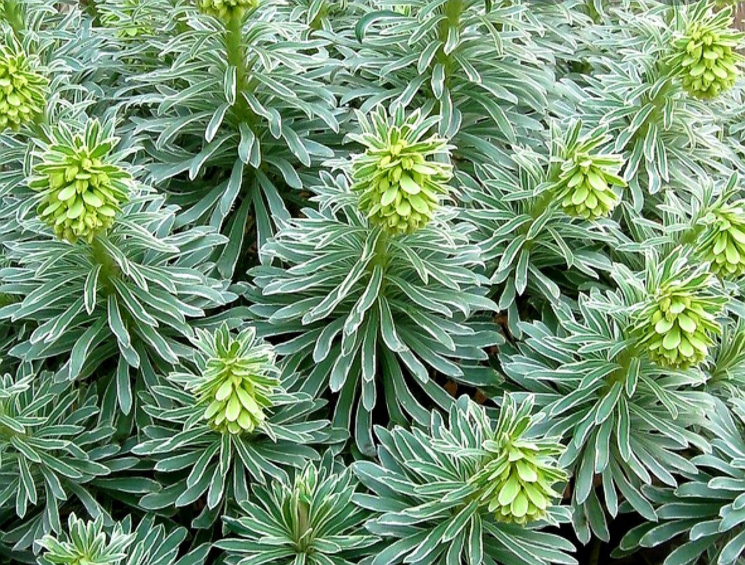 Euphorbia' Glacier Blue Spurge