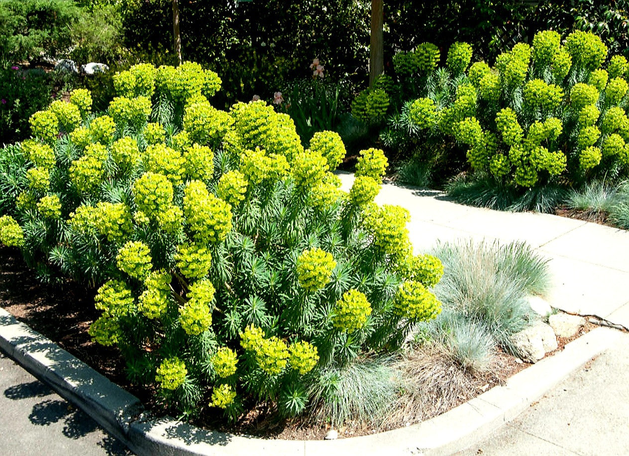 Euphorbia' Wulfenii Spurge