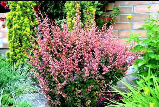 Berberis' Rose Glow Japanese Barberry