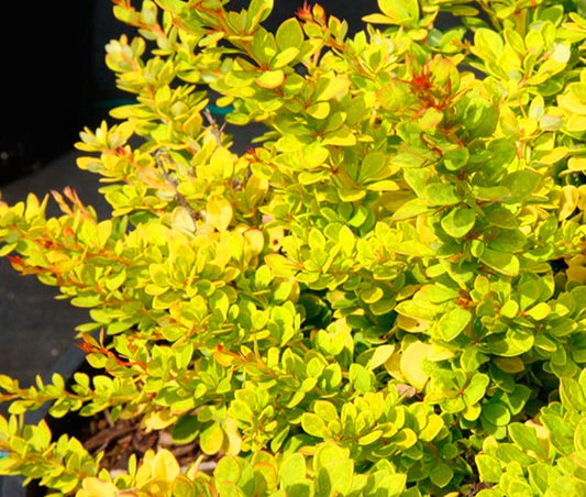 Berberis' Sunsation Japanese Barberry