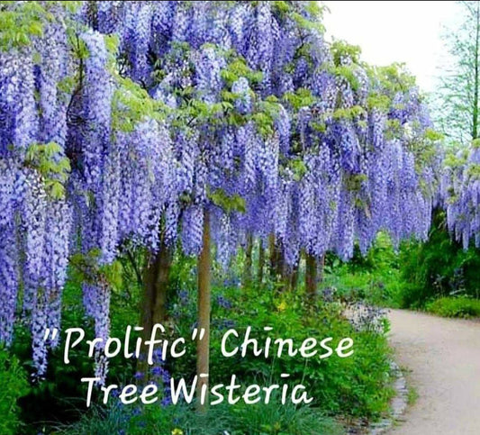 Wisteria' Prolific Chinese Tree Wisteria