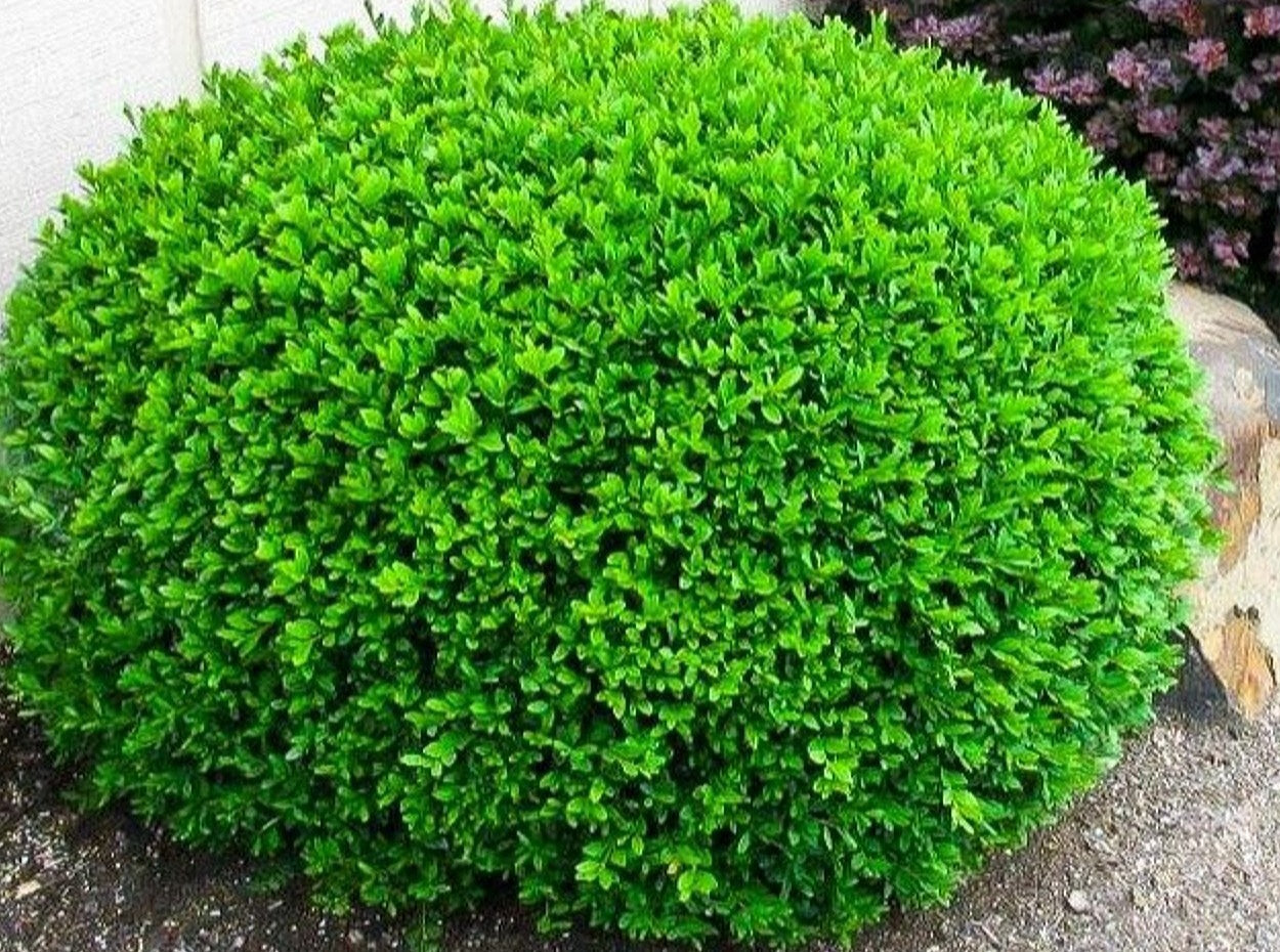 Buxus' Calgary Boxwood