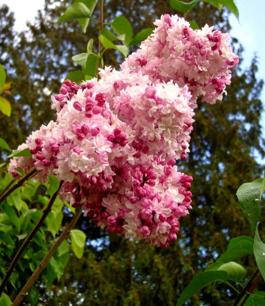 Syringa' Sweetheart Lilac