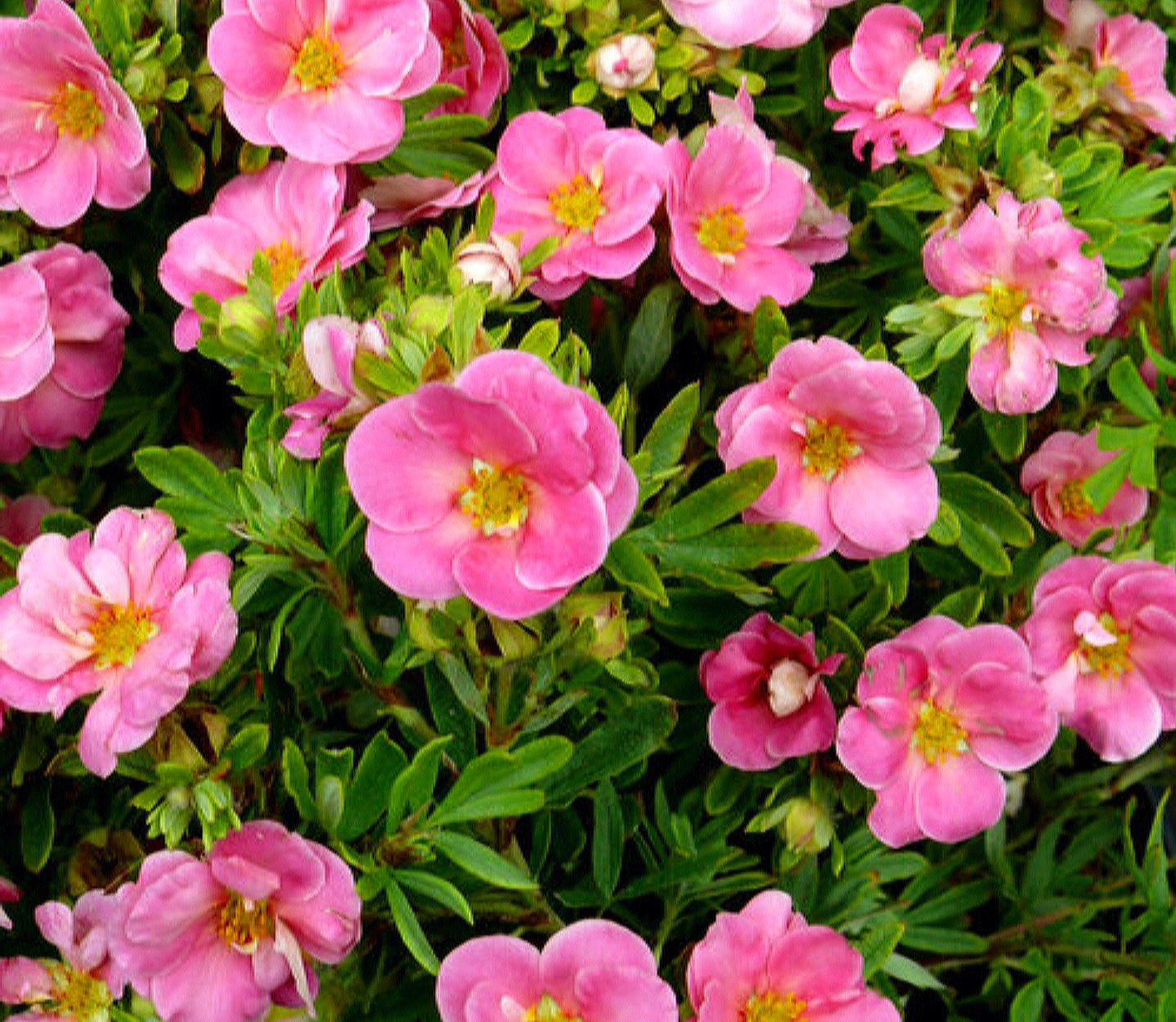 Potentilla' Happy Face® Pink Paradise