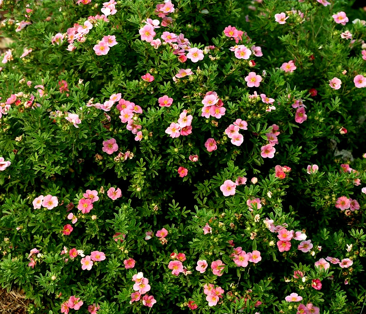 Potentilla' Happy Face® Pink Paradise