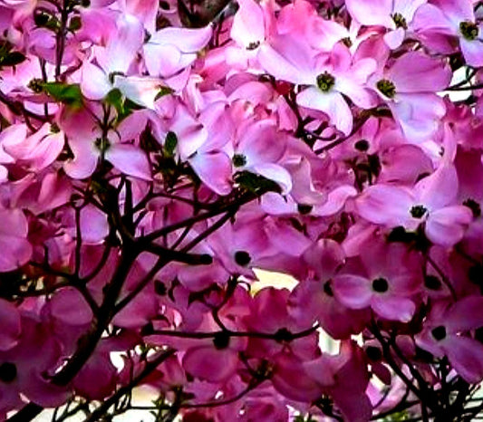 Cornus' Stellar Pink® Dogwood Tree