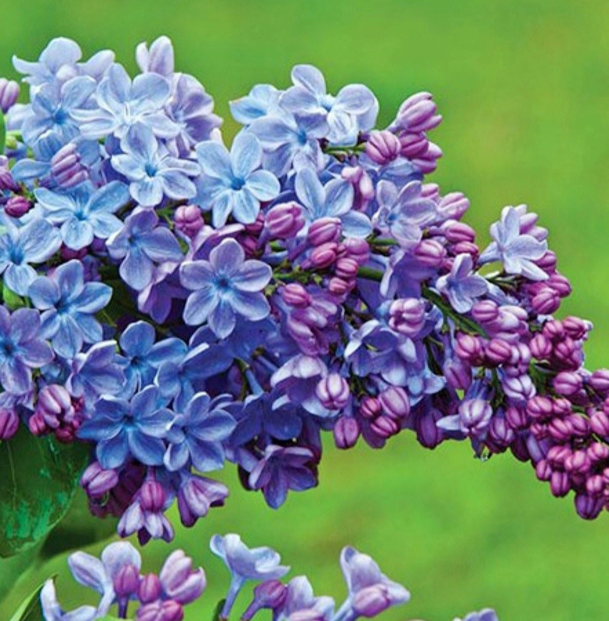 Syringa' Wonderblue Lilac