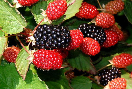 Rubus' Twilight Thornless Blackberry