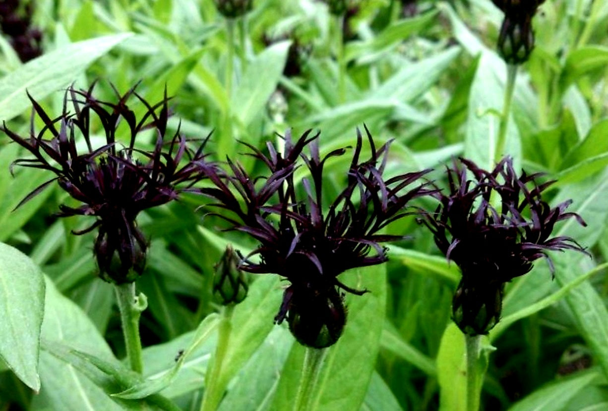 Centaurea' Black Sprite Cornflower