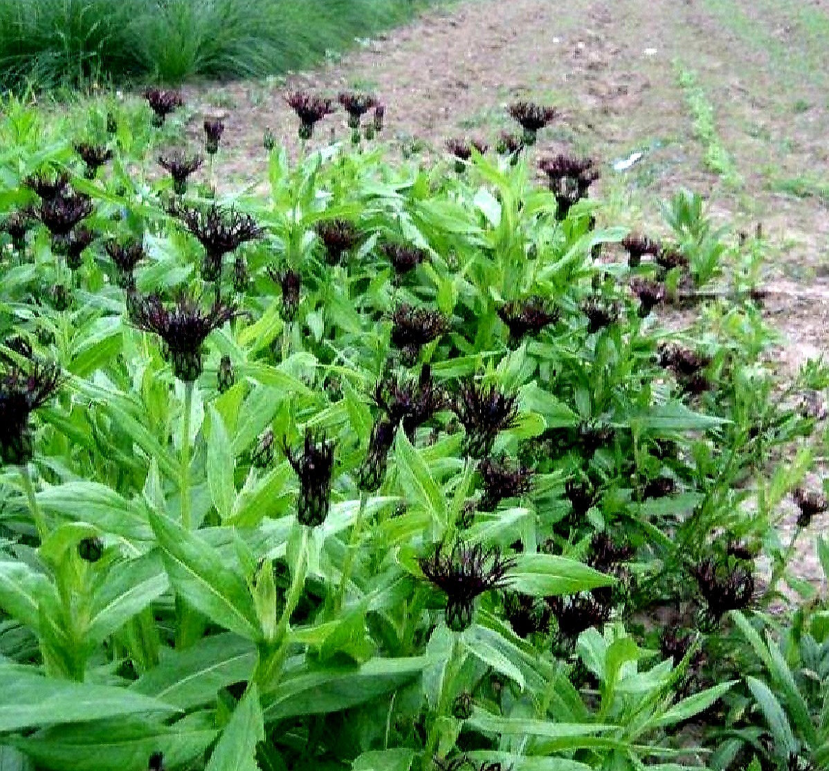 Centaurea' Black Sprite Cornflower