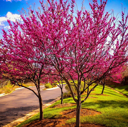 Cercis' Appalachian Red Redbud Tree