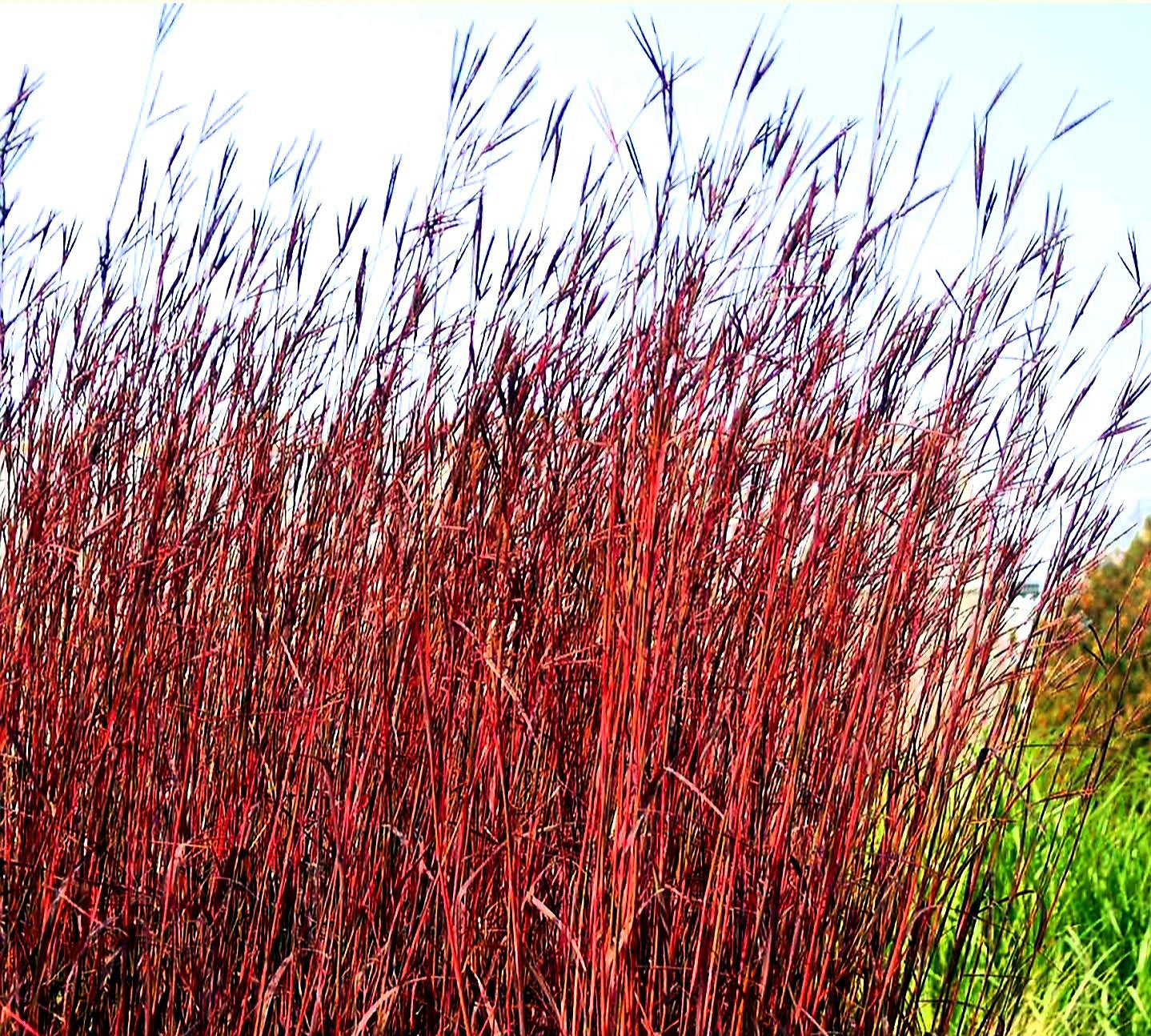 Andropogon' Red October Big Bluestem Grass