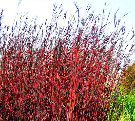 Andropogon' Red October Big Bluestem Grass