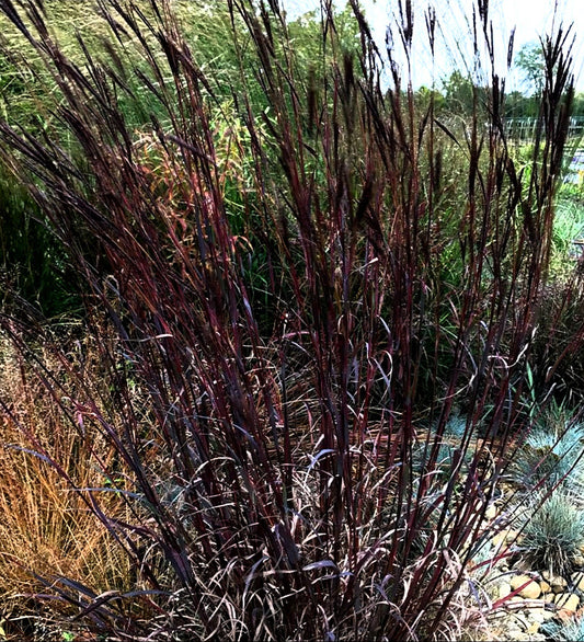 Andropogon' Blackhawks Big Bluestem Grass