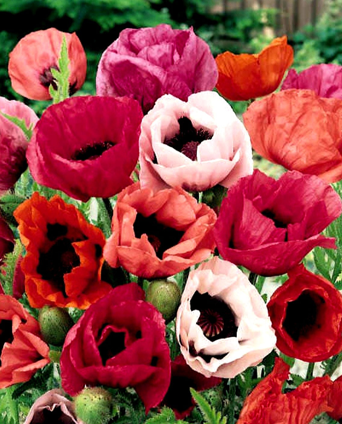 Papaver' Pizzicato Poppy