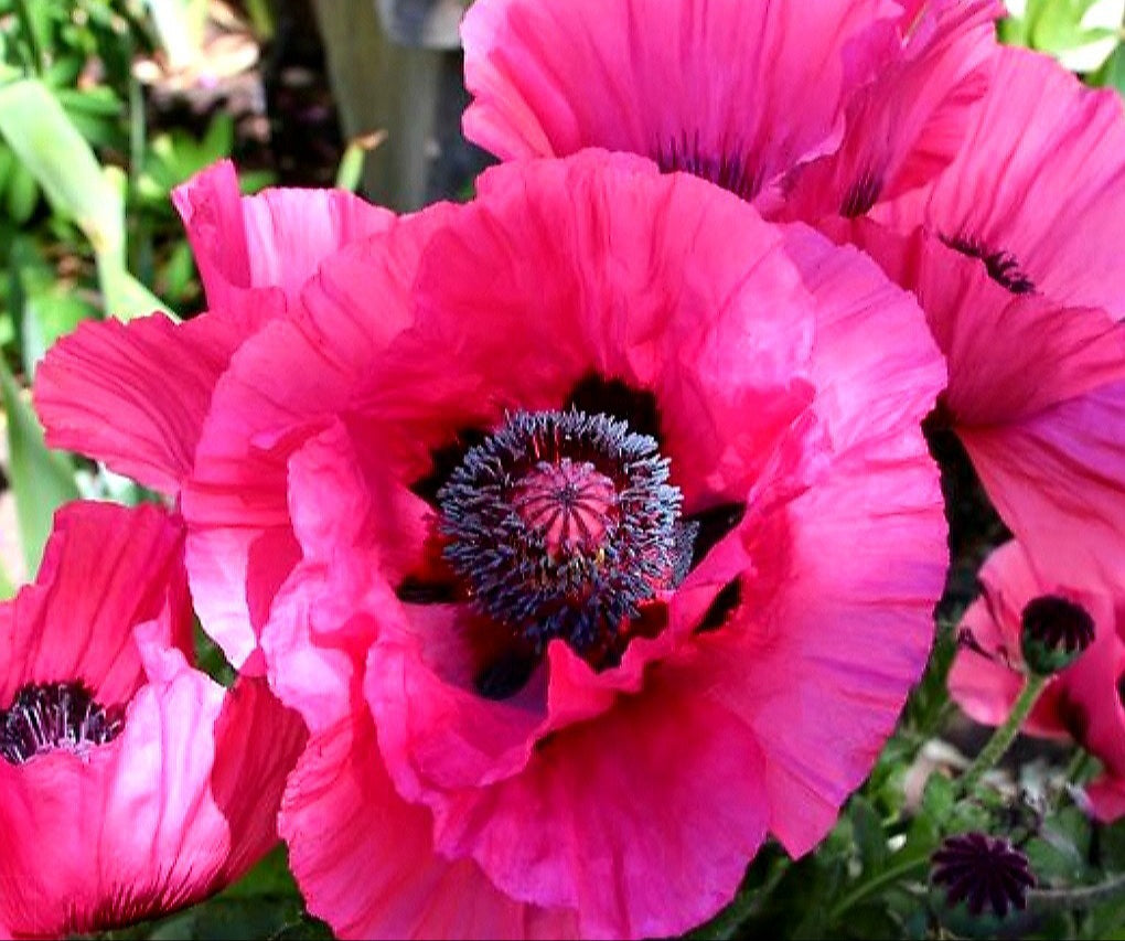 Papaver' Raspberry Queen Poppy