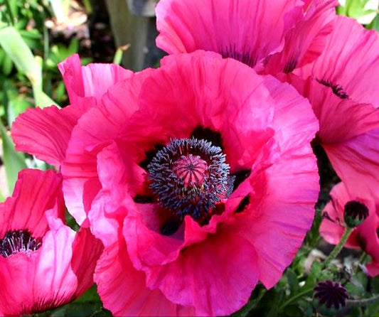 Papaver' Raspberry Queen Poppy