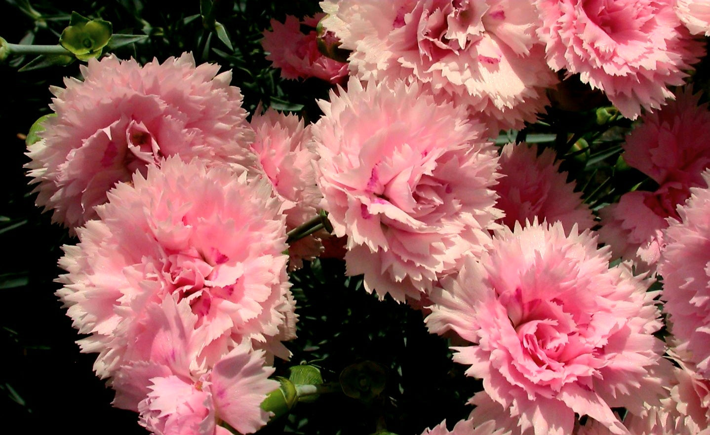 Dianthus' Candy Floss, Scent First® Series