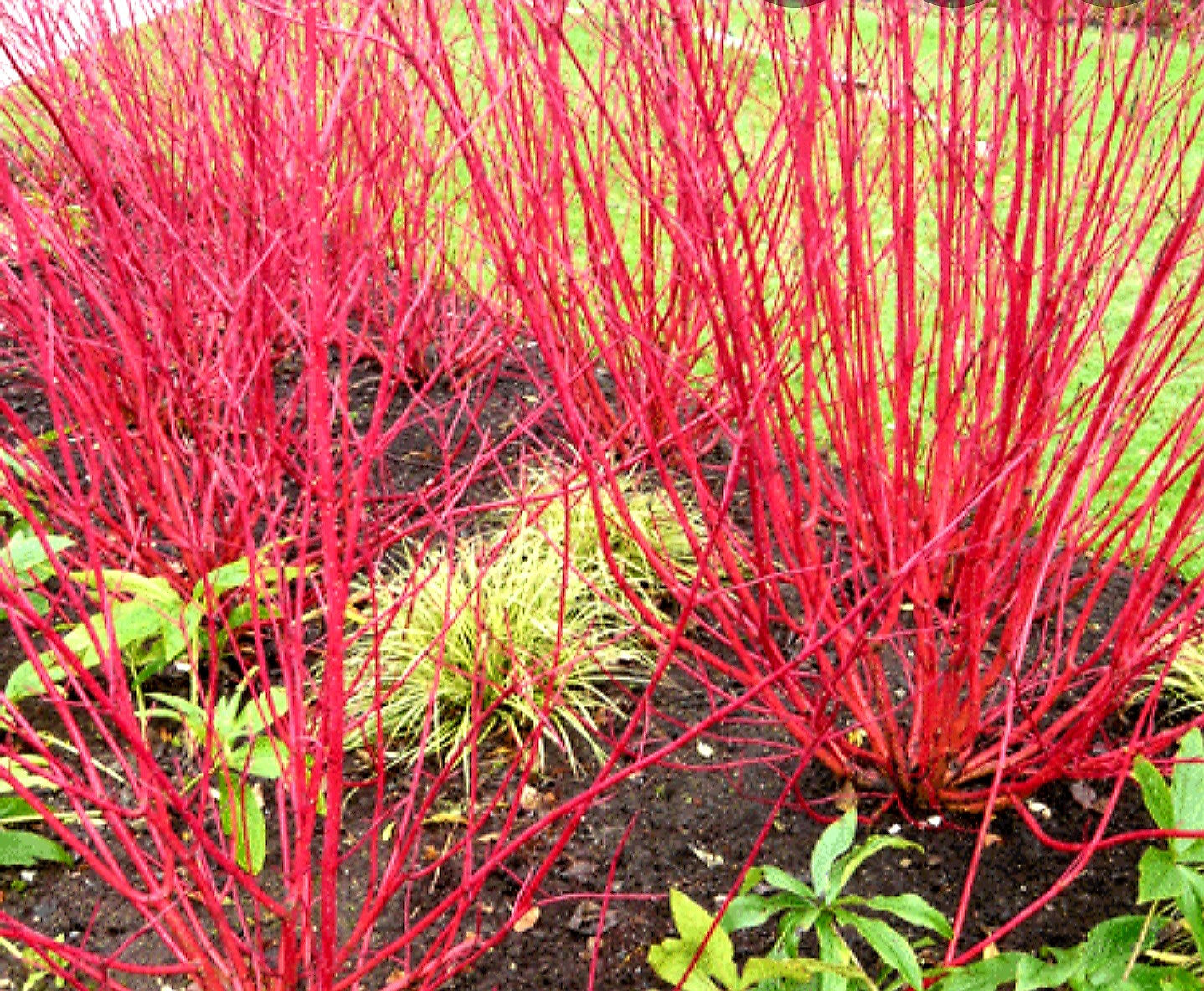 Cornus' Bailey RedTwig Dogwood