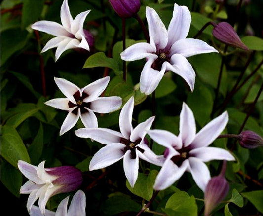 Clematis Texensis' Princess Kate