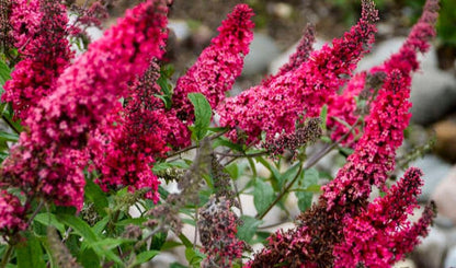 Buddleia' Prince Charming Butterfly Bush