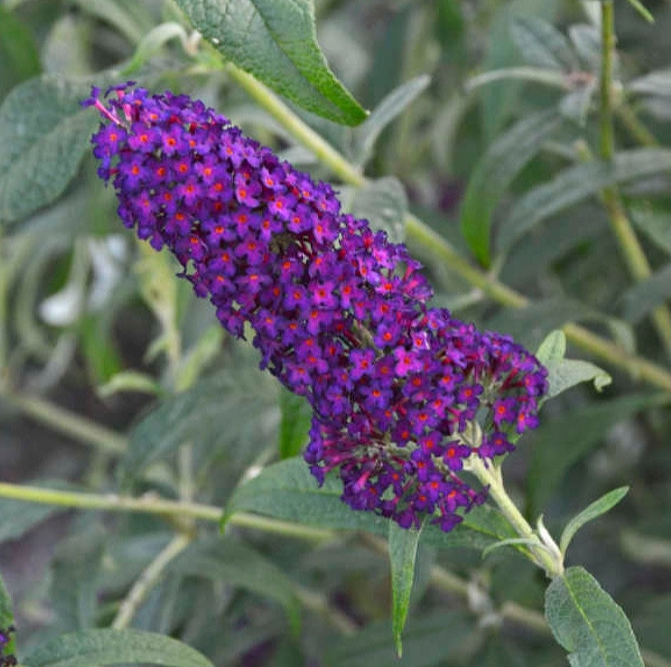 Buddleia' Dark Dynasty Butterfly Bush