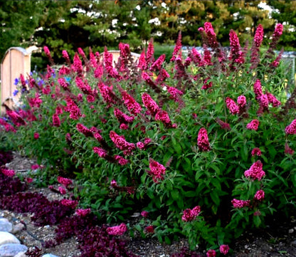 Buddleia' Prince Charming Butterfly Bush