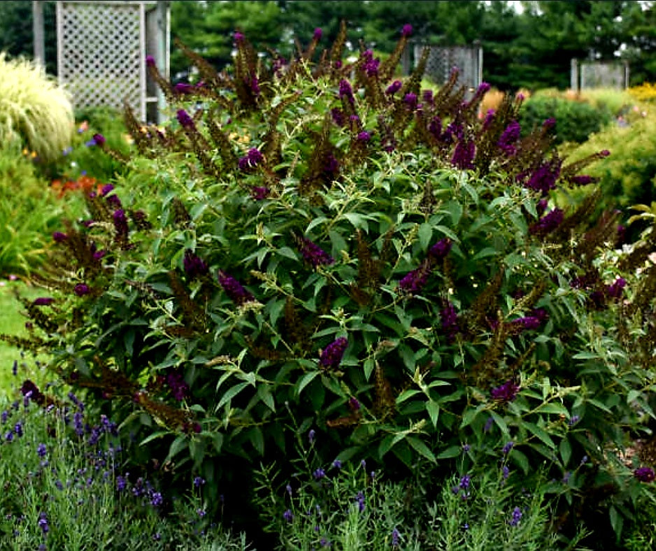 Buddleia' Dark Dynasty Butterfly Bush