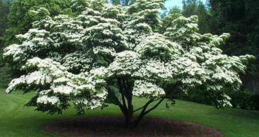 Cornus' Pagoda Dogwood Shrub