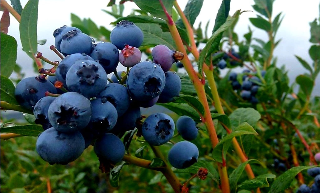 Vaccinium' Polaris Blueberry