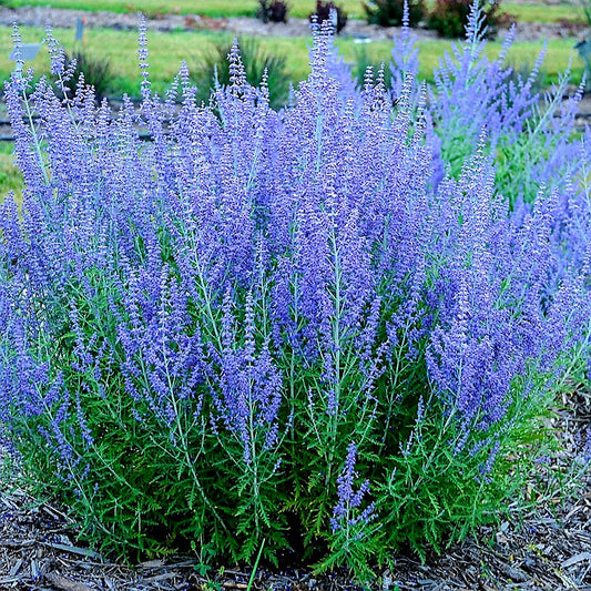 Perovskia' Blue Jean Baby Russian Sage