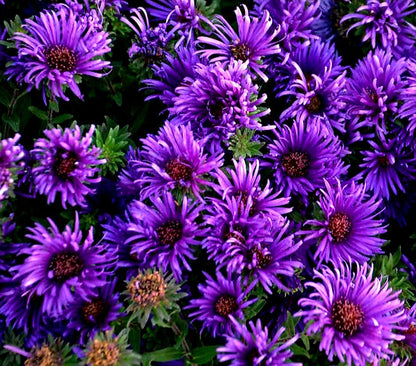 Aster' Grape Crush