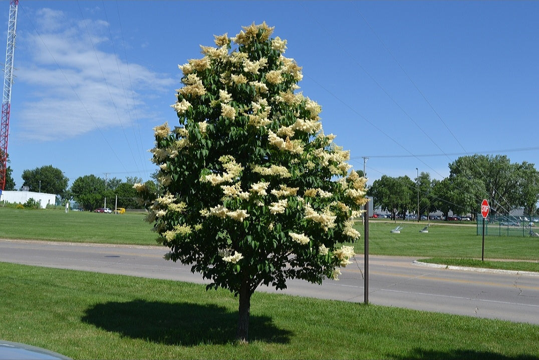 Syringa' Ivory Silk Japanese Tree Lilac