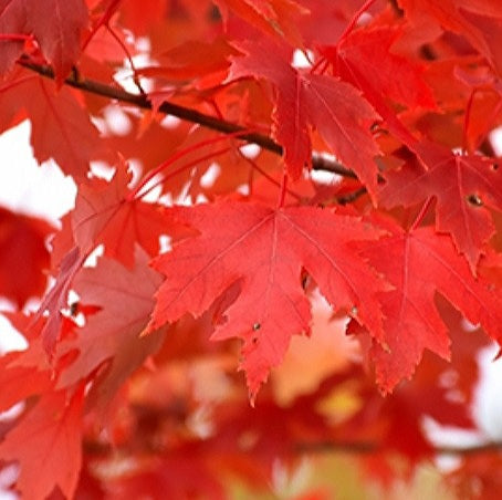 Acer' Autumn Fantasy Maple Tree