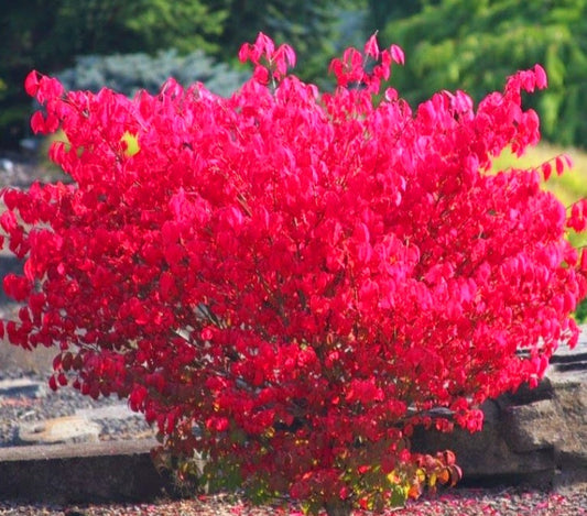 Euonymus' Little Moses Burning