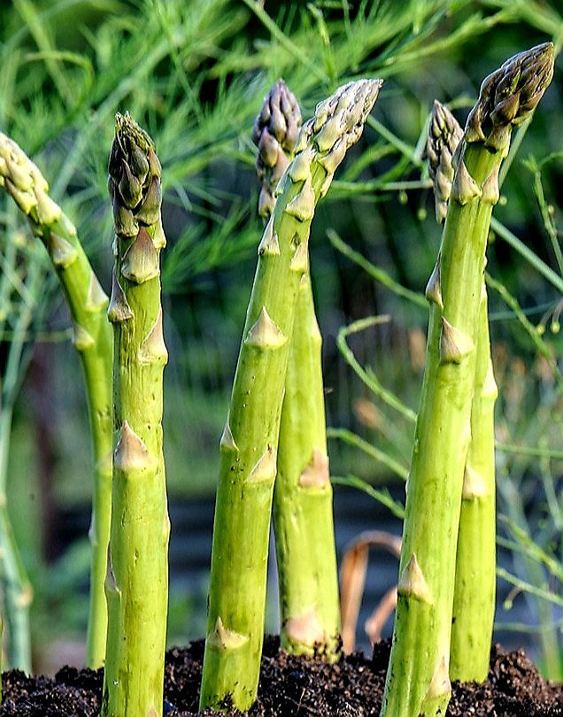 Asparagus' Millennium, Variable Mature Crowns