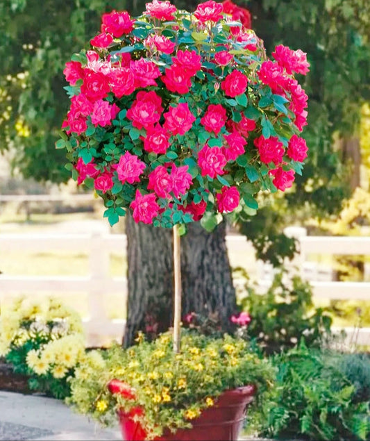 Rosa' Double Pink Knock Out® Rose Tree