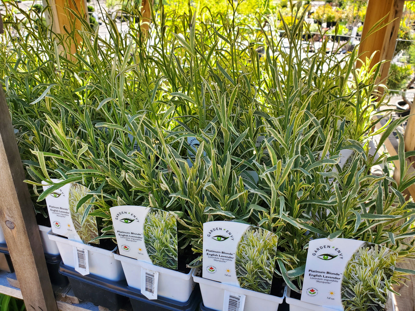 Lavandula' Platinum Blonde English Lavender