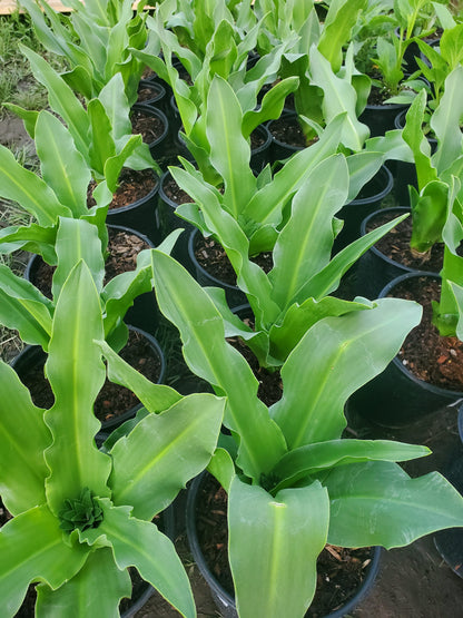 Eucomis' Tugela Gem Pineapple Lily