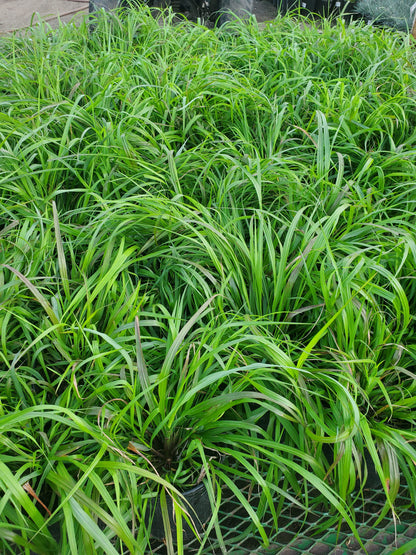 Pennisetum' Black Flowering Fountain Grass