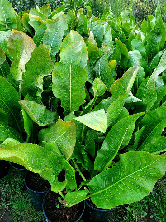 Armoracia Rusticana' Horseradish Plant