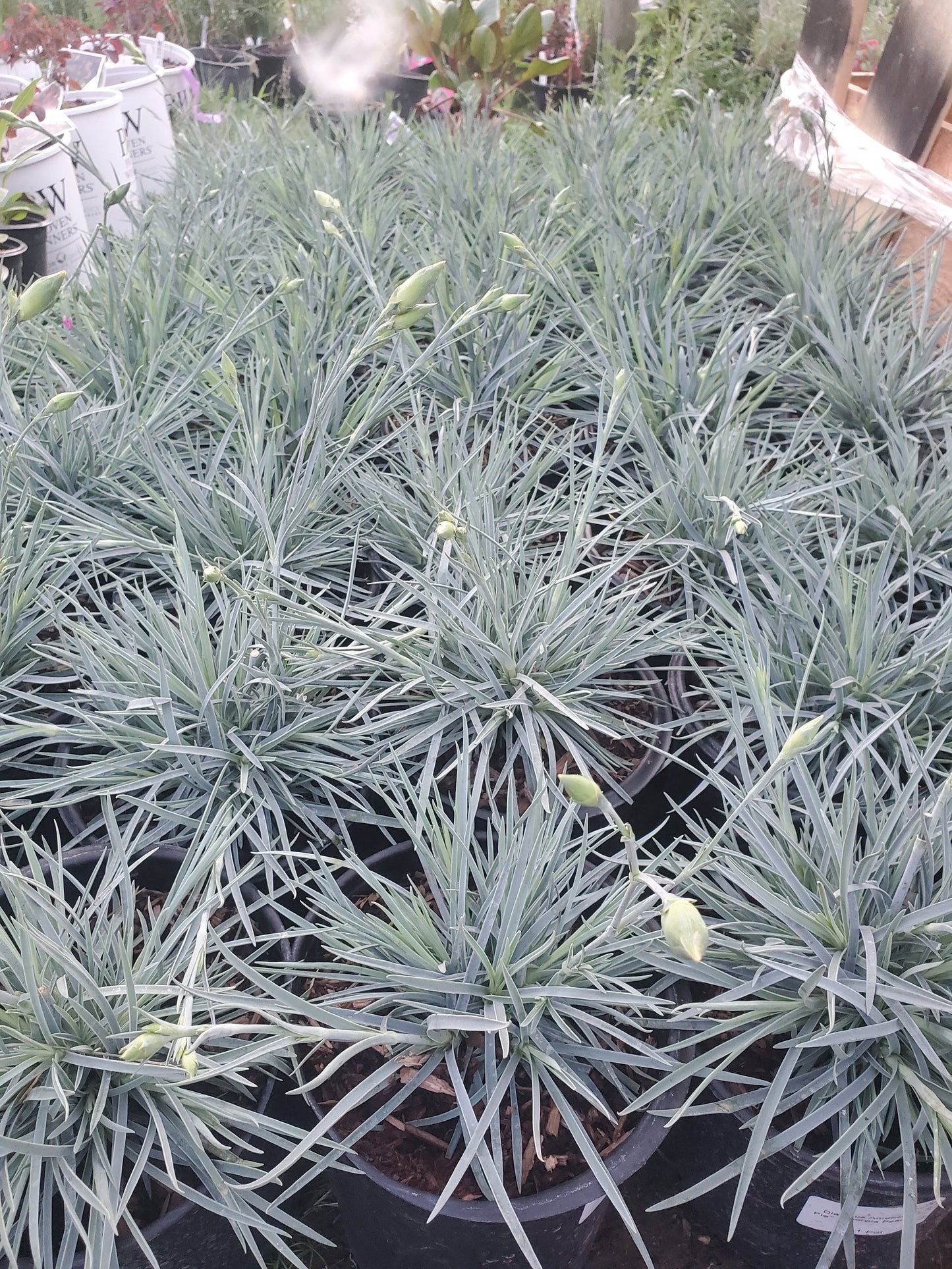 Dianthus' American Pie™ Georgia Peach