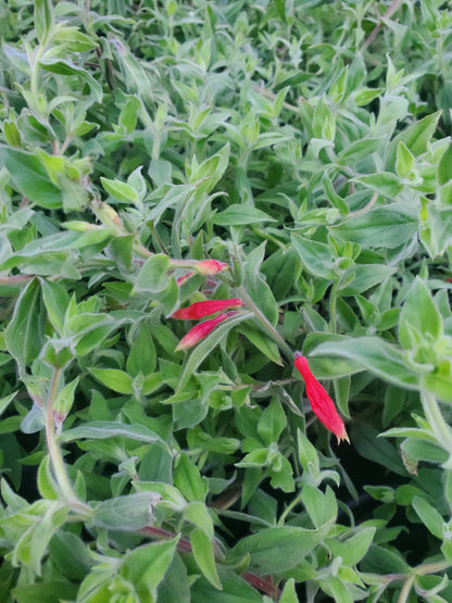 Zauschneria' Orange Carpet® Hummingbird Trumpet