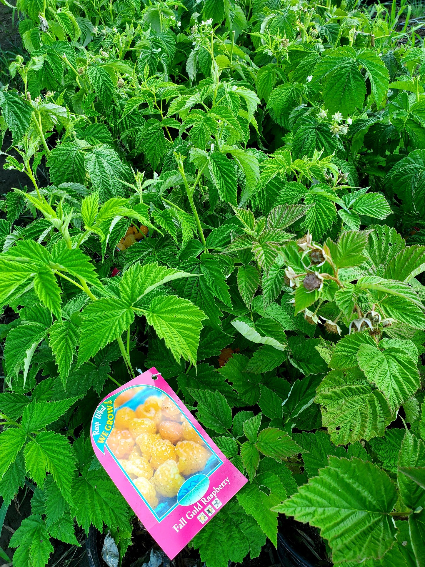 Rubus' Fall Gold Raspberry